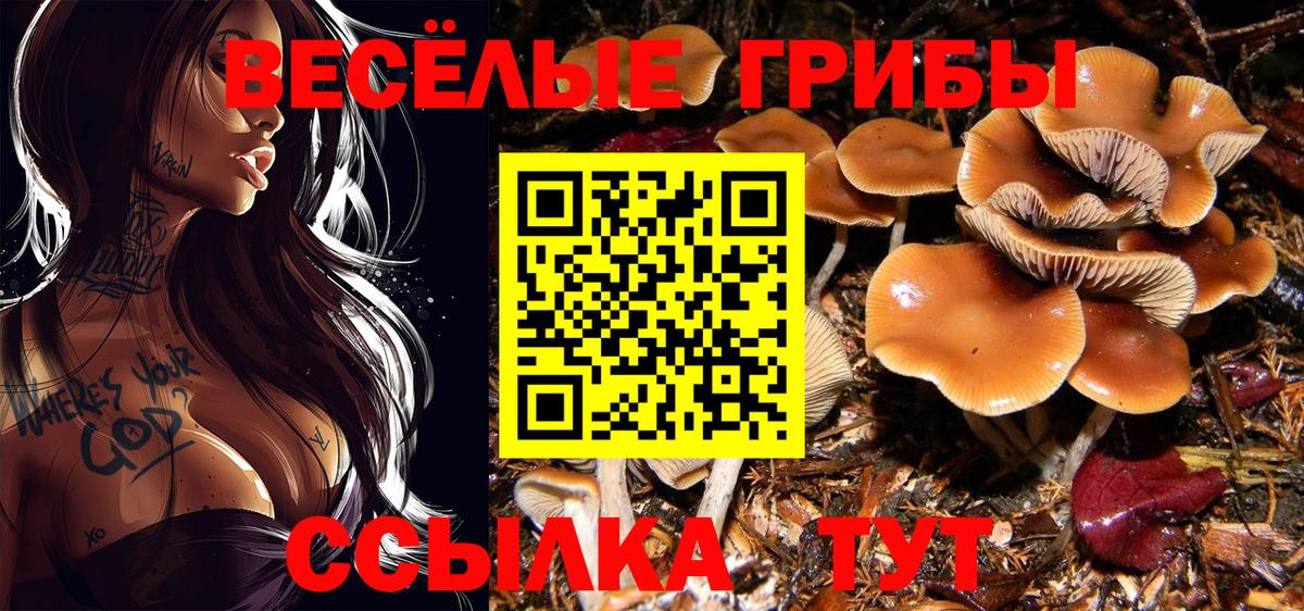 Ногинск  как найти закладки  Псилоцибиновые грибы Psilocybe  Вход с VPN  Псилоцибиновые грибы Psilocybe 